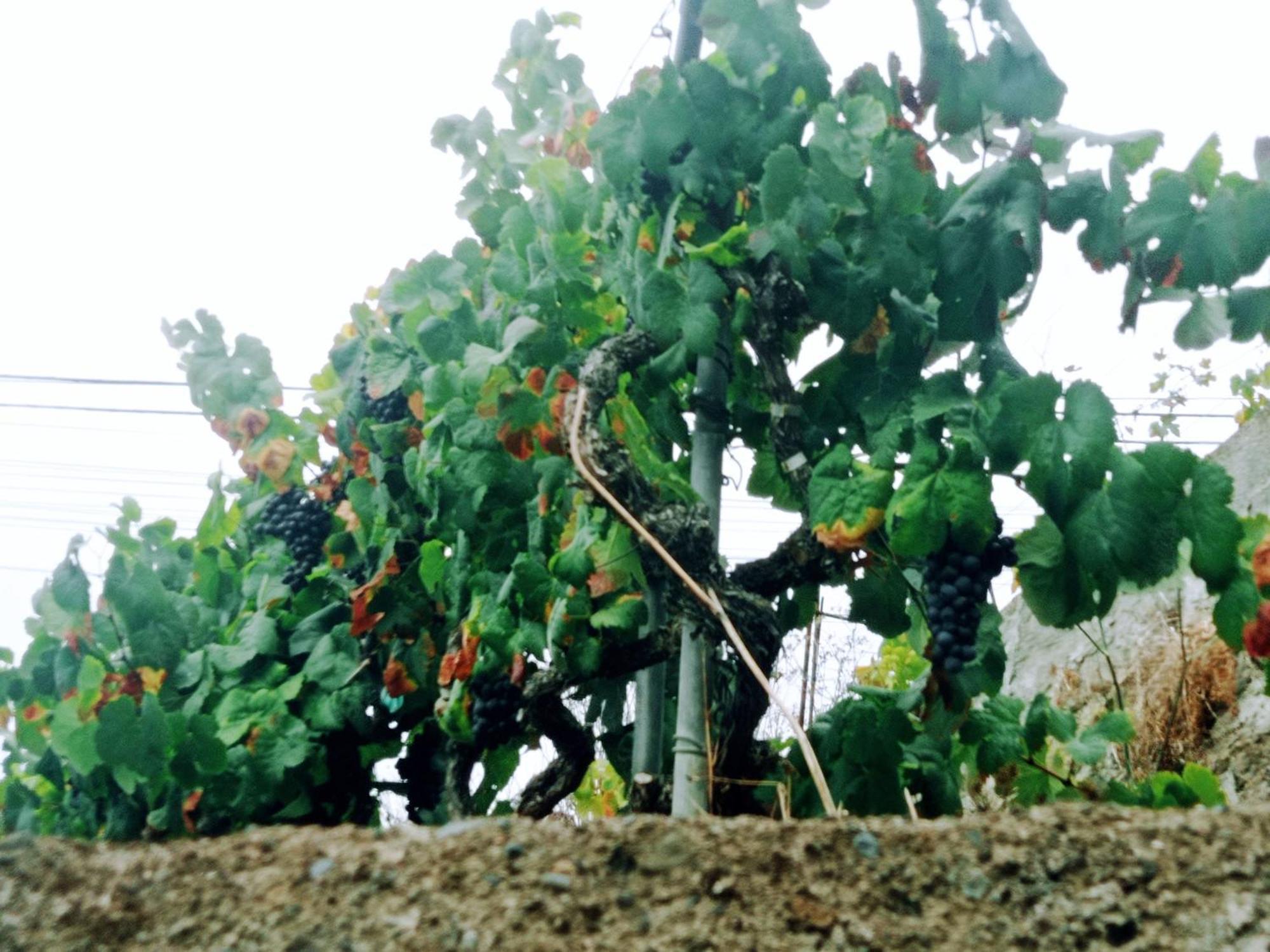 Live La Victoria Carril - Casa Acogedora Y Familiar Con Terraza Completa Villa La Victoria de Acentejo Екстериор снимка